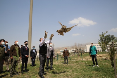 Üniversitemizde Tedavi Edilen Puhu Kuşu Doğaya Bırakıldı